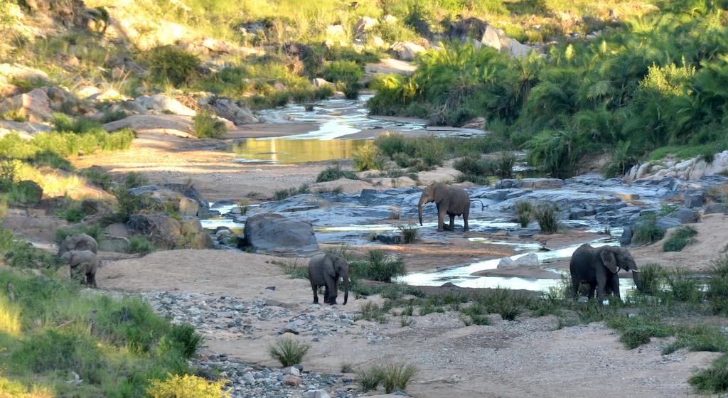 Greenfire Game Lodge Balule Game Reserve Eksteriør bilde